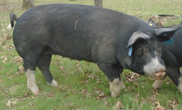 Abbey pig from the side 700 wide.jpg