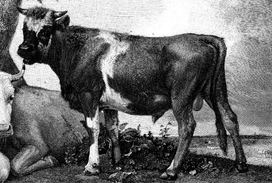 live steer.png
